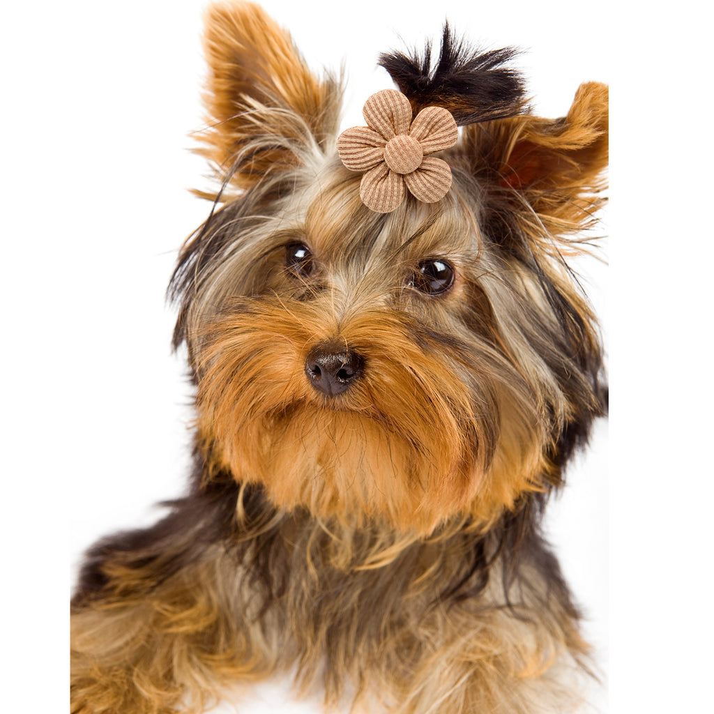 Pet Headdress Flower Spring Flower