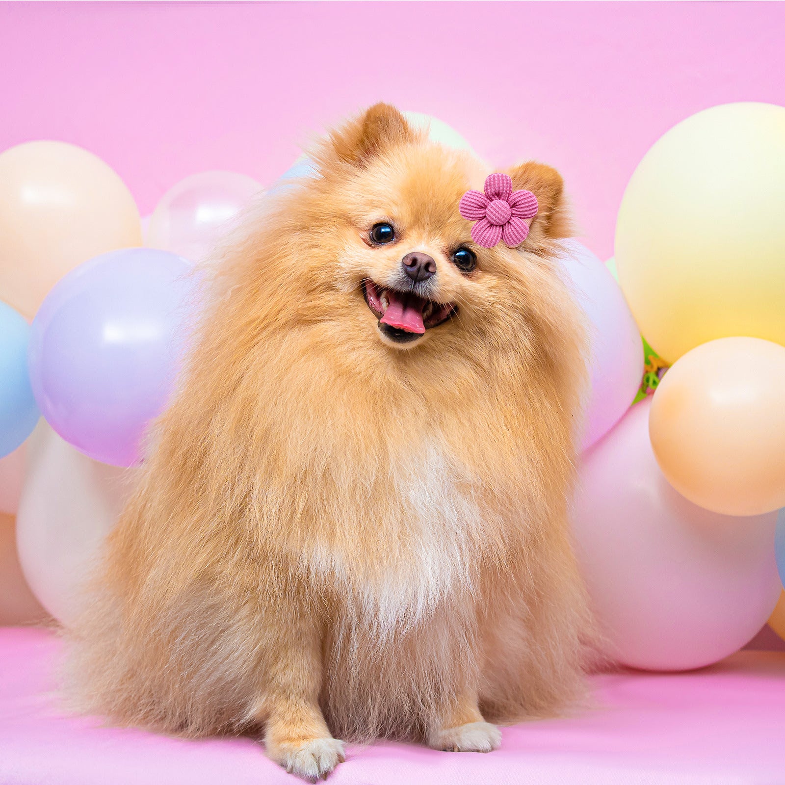 Pet Headdress Flower Spring Flower